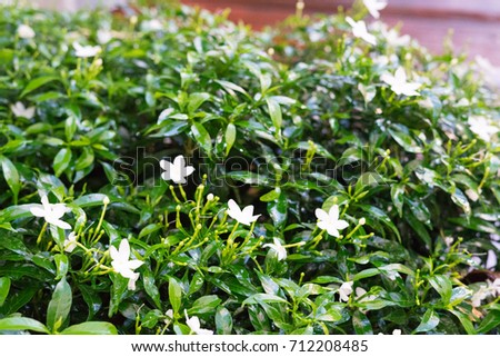 little white flowers and green bush and blur background