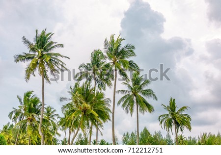 The tall palm trees tops, whose leaves were blown by a strong wind under dark clouds before the storm