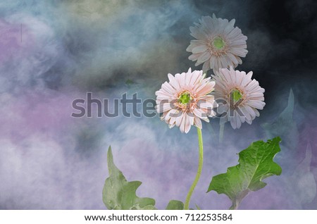 Beautiful gerbera flowers in colored smoke