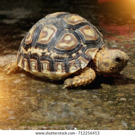 Baby Leopard tortoise walking slowly and sunbathe on ground with his protective shell ,cute animal pictures make you smile