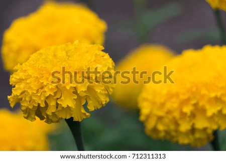 beautiful marigold flowers in the garden, Yellow Marigold flower.