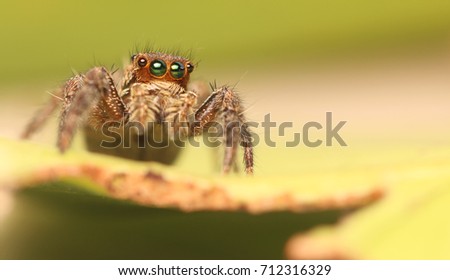 Jumping spider in green leaves 