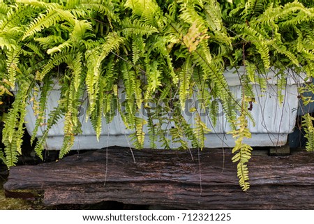 selective focus of Fern (Pteridophyta) on white pot , Fresh green fern leaves in rainy day.