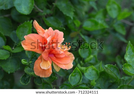 Orange Fringed Hibiscus is a beautiful and sweet flower