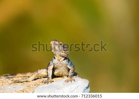 Colorful lizard on rock. Green nature Background.
