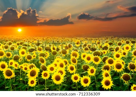 Sunflowers in the field are beautiful scenery of the sunset