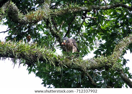 Closed up Crested Serpent-eagle(Spilornis cheela) sit to eat the baby of bengal monitor on the high branch that cover with mosses in the nature, KaengKrachan NP, The jungle of Thailand
