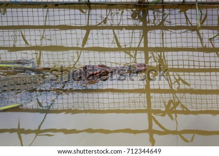 Freshwater crocodile in the cage