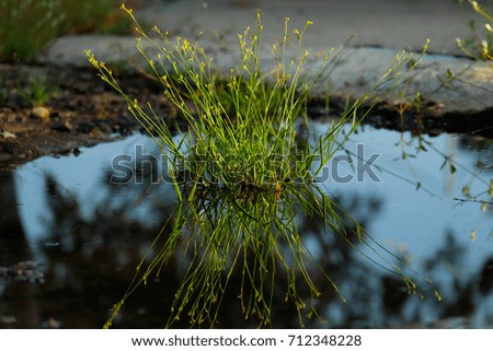 Shadow reflected on water grass