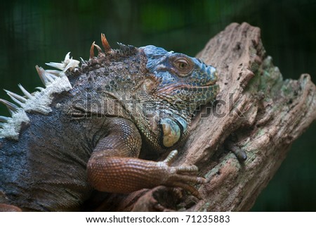 A large Iguana on a log