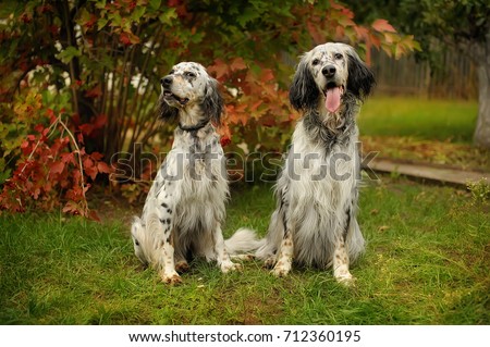 two English setter tricolor on the background of bright red cranberries and the green of the lawn. Portrait of hunting dog training Royalty-Free Stock Photo #712360195