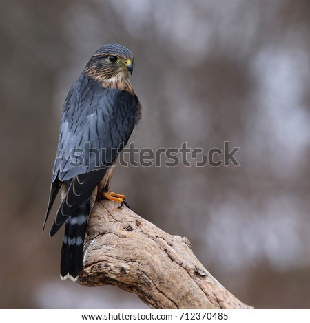 A profile shot of a Merlin (Falco columbarius) sitting on a branch.
 Royalty-Free Stock Photo #712370485