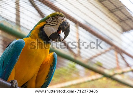 Couple of colorful amazon parrot stand on the tree. Portrait of amazon's parrot or colorful parrot is looking for other parrots.
