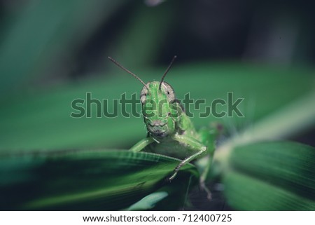 The grasshopper lives on the leaves of grass, soft focus.