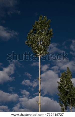 Tall trees with white clouds and blue sky textured background
