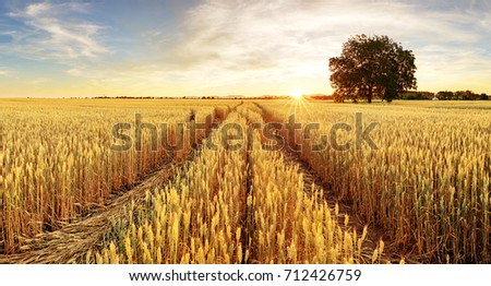 Tree and wheat field Royalty-Free Stock Photo #712426759