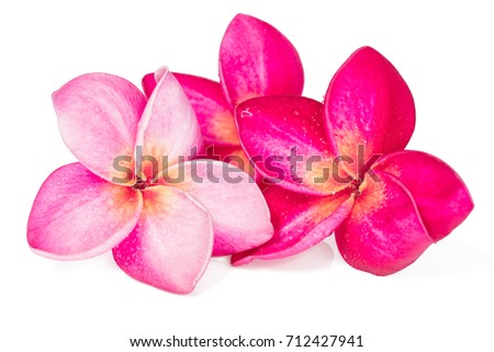 Three Pink Frangipani flowers on white background