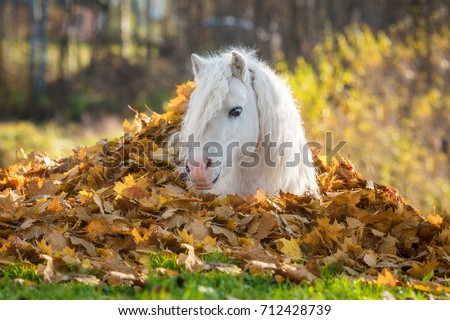 Little pony lying in a pile of leaves in autumn