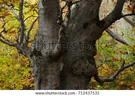Autumn in the beech forest. The trunk of a fairy stocky tree. Beauty in nature
