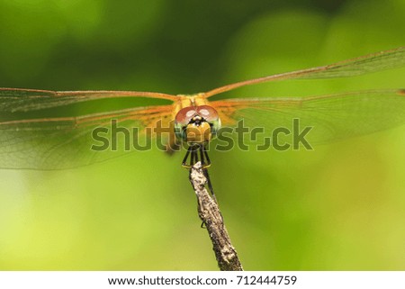 Beautiful dragonfly on a branch with yellow green background