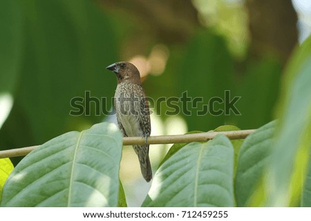 Scaly-breasted Munia,bird,small bird