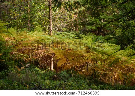 burning red fern leaves on dark background with foliage in dry sunny autumn. forests of Latvia