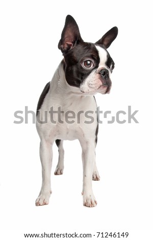 boston terrier dog