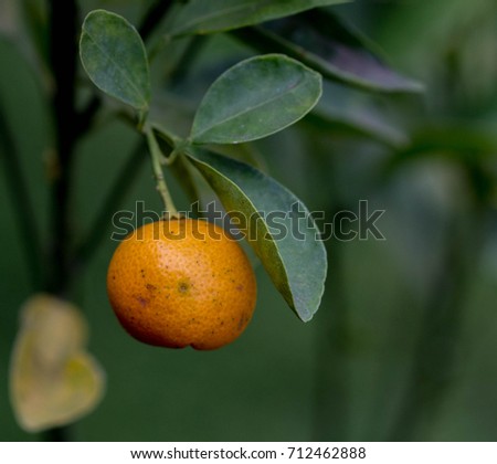 Orange Growing on Tree Royalty-Free Stock Photo #712462888