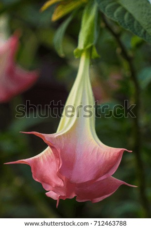 Blooming Trumpet Flower Royalty-Free Stock Photo #712463788