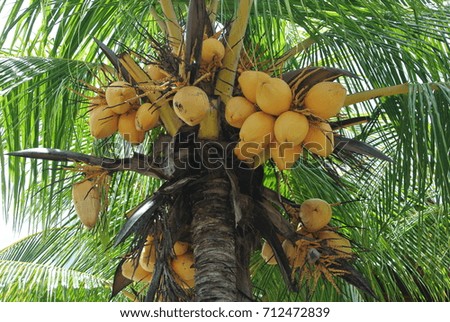 yellow coconut
coconut