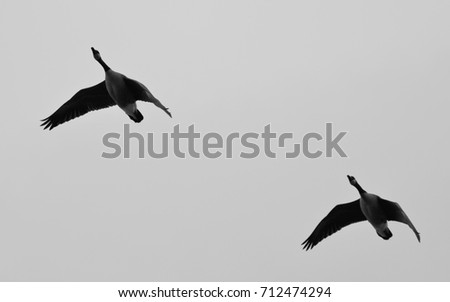 Picture with a pair of Canada geese flying