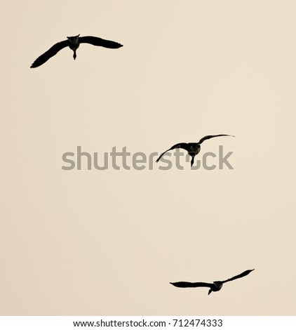 Background with three Canada geese flying