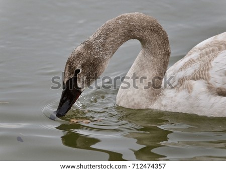 Isolated image of a trumpeter swan drinking water