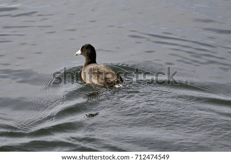 Beautiful picture with a coot swimming in lake