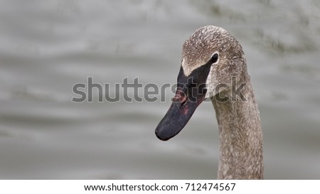 Isolated image of a trumpeter swan swimming
