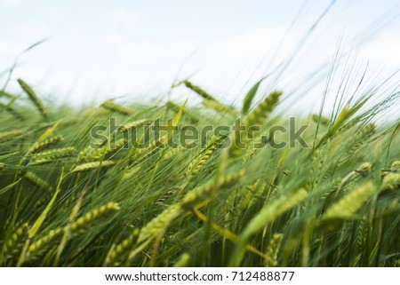 Green field of wheat. Macro isolated photo