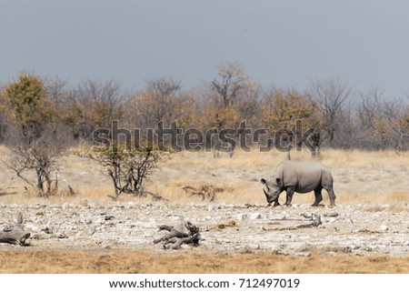 Rhinoceros in Namibia's Etosha National Park