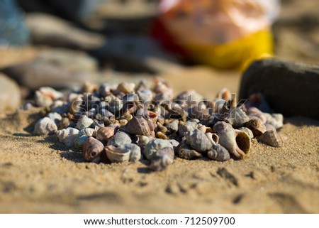 The shell of rapan, the memory of the sea. Black Sea