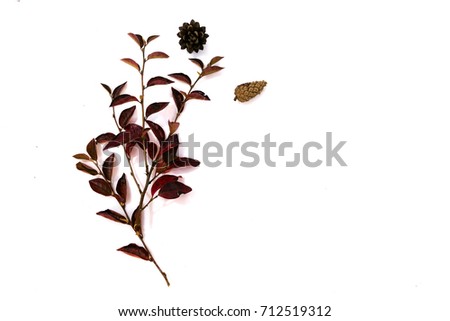 Pile of autumn leaves, pine cones nuts over white background. collection beautiful colorful leaves border from autumn elements. top view, copy space. Bright Pretty Fall Display of Colorful Ash Leaves 
