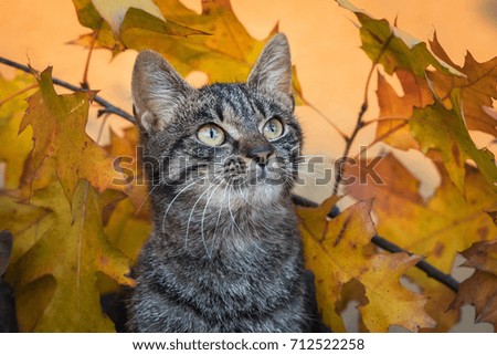 Portrait of tabby cat in autumn