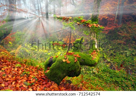 Ukraine, beech forest in the Carpathian Mountains in Transcarpathia autumn morning after the rain covered with a dense fog. The ancient beeches draw beautiful pattern mossy trunk in haze