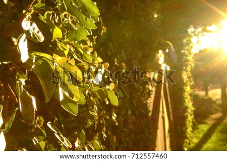 Beautiful natural lights painting the scene with yellow. Spiritual mood. Sunlight effect. Close on the green wall.