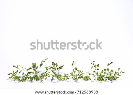 Grass on a white background. Studio. Blooming grass is torn and photographed on a white background.