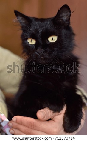Lovely nice little black kitten. The concept of pets. Dogs. Cats. Animal shelters.