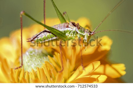 A green cricket sits on a calendula flower. Macro.