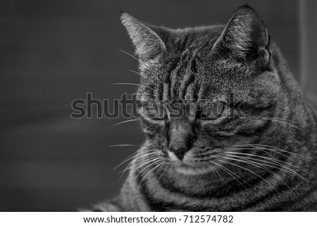 Calico Cat relaxing outdoors black and white