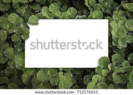 Green plant background with white square copy space.