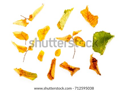 Creative design autumn floral concept. Collection of beautiful fallen yellowed leaves isolated on white background with clipping path. Detailed closeup studio shot