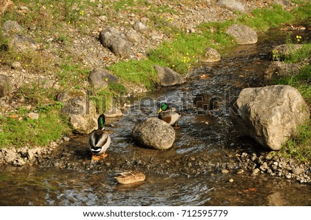 Ducks in the water course
