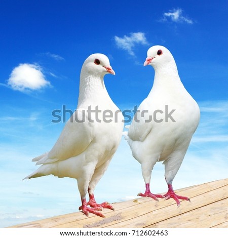Two white pigeon on perch with beautiful sky, imperial pigeon, ducula  Royalty-Free Stock Photo #712602463